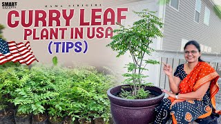 Winter care for Curry Leaf plant and GROWTH Tips in USA || Rama Sirigiri