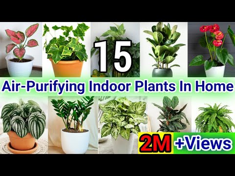 Best Indoor Plants For Clean Air|Best Air Purifying Indoor Plants|Indoor Plants for Air Purification