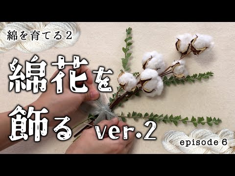 Growing cotton Season2 EP.6 "Decorating Cotton - When the Harvest is Low"