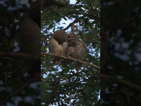 #owl 🦉watch till end🙈#huggy#love❤#kiss😘#yt #shorts #viral #trending #tamil #shortsfeed #ytshorts