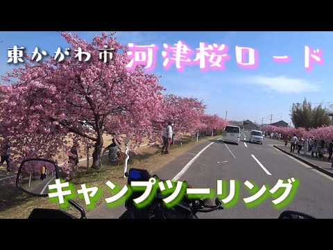 河津桜ロードキャンプツーリング