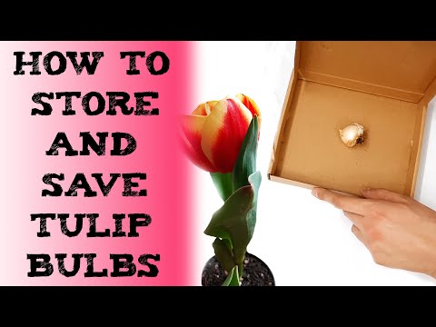 how to store and save tulip bulbs 如何储藏郁金香球茎 ट्यूलिप बल्ब कैसे बचाएंCONSERVAR los BULBOS de TULIPÁN