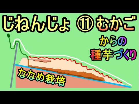 【楽々】波板で自然薯ななめ栽培⑪ むかごからの種いも作り2021 無農薬 半自給自足