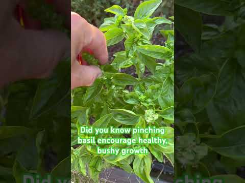 🤏 Pinch Your Basil Now - For Bushy Growth and Healthy Plants #gardeningadvice #gardentipsandtricks