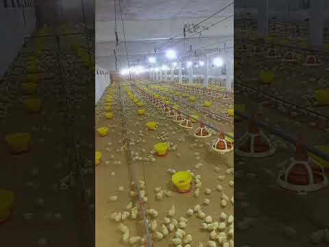 poultry farm #poultryfarmbusinessplan  #murgifarm #murgi_palan #broiler_poultry_farm