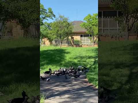 Nature #sydney #tropical #birds #greenworld #grass #sydneyaustralia