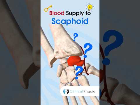 Scaphoid Blood Supply #physicaltherapy #physiotheraphy #scaphoid #scaphoidfracture