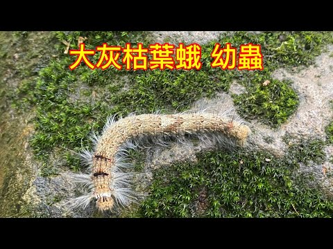 大灰枯葉蛾 幼蟲 台灣最長的毛毛蟲  Lebeda nobilis Moth Larva ｜The longest caterpillar in Taiwan