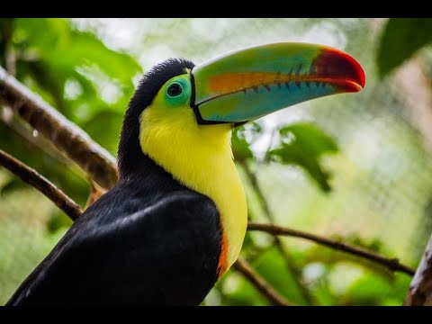 Pájaros de Colombia: Tangaras, Mieleros, Carpinteros, Cotorritas, Sirirí, Guacamayos, Tucanes...