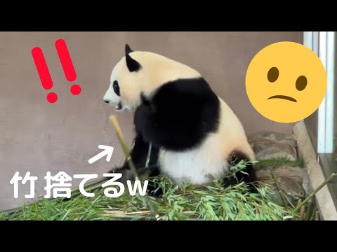 秒で反応‼️また苦手な音が😫その時 楓浜は..😳すぐに避難する子パンダ🤭