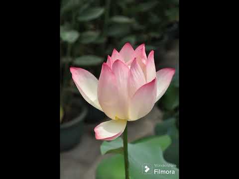 most beautiful Lotus flower