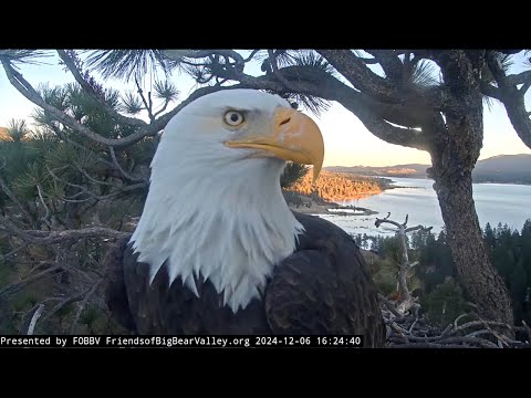 Dec 6, 2024: Jackie delivers a stick before dusk