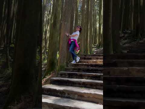 阿里山千岁檜神木 Alishan Thousand Year Cypress