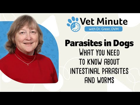 Intestinal Parasites in Dogs Webinar: Heartworm, Tapeworm, Coccidia and other Internal Parasites