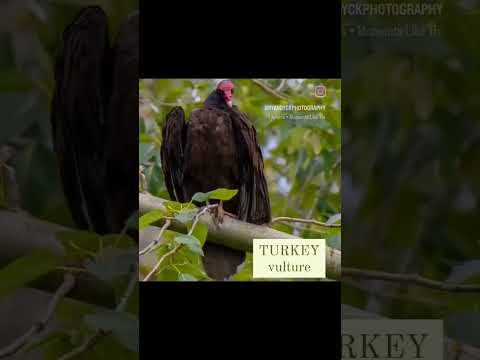 Turkey Vulture | American Bald Eagle  (Birds of Prey) #shorts