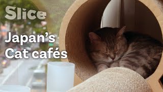 The Tokyo Cat Café Experience | SLICE