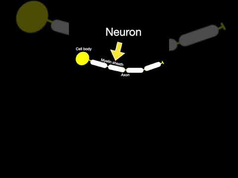 Gray matter vs. White Matter #shorts  #brainanatomy #biology #anatomy