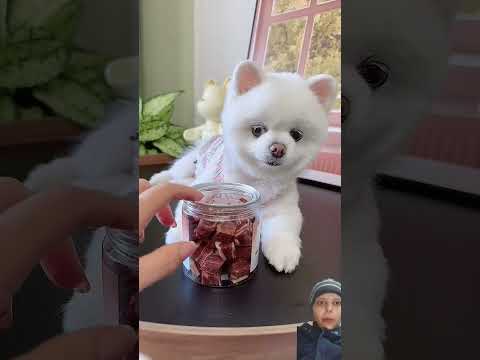 #dog #pomeranian #puppy #pets #cutedog #youtube #youtubeshortsviral #youtuber #funny