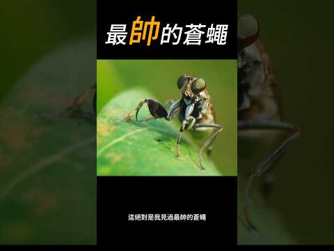 這絕對是我見過最帥的蒼蠅 #科普 #insects #蒼蠅