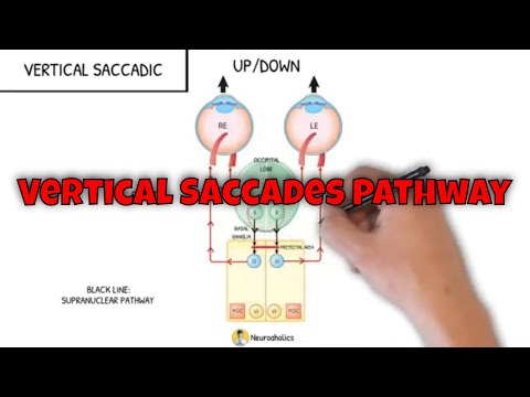 Vertical eye movement pathway | Neuroaholics