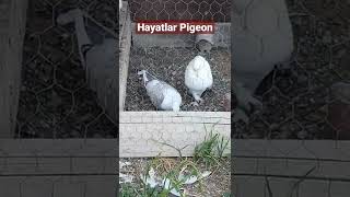 Mükemmel hünkari çifti ve yavruları #shorts #hünkari #pigeon #güvercin