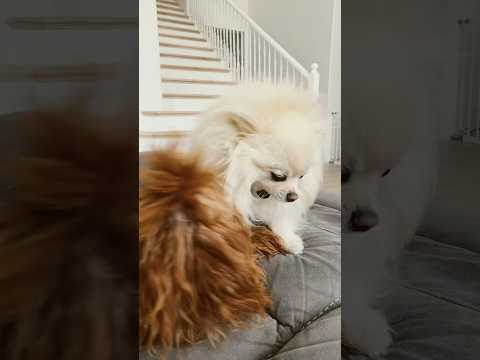 Sunny looks so angry when he plays with Molly 😅#pomeranian #dogshorts #goldendoodle #dogsplaying