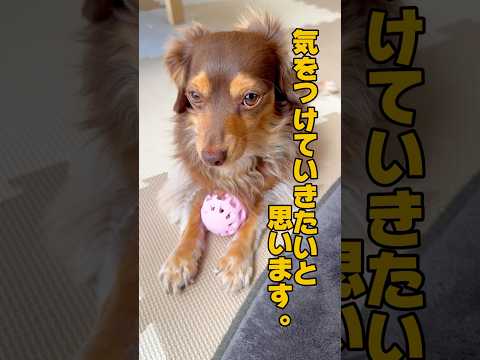 反省してるげな犬 #チワックス #1013 #dog