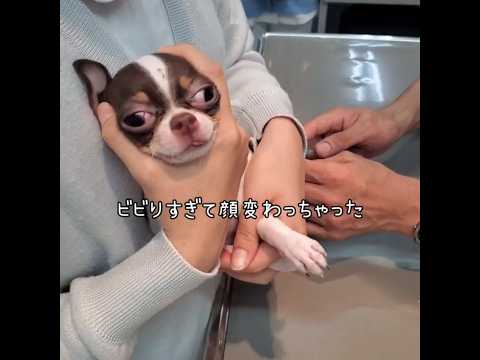 初の診察爪切りでビビり過ぎて変顔に  #チワワ#chihuahua #チワワ診察#爪切り#dog #犬#short