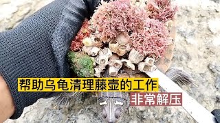 帮乌龟清理藤壶是非常解压的工作