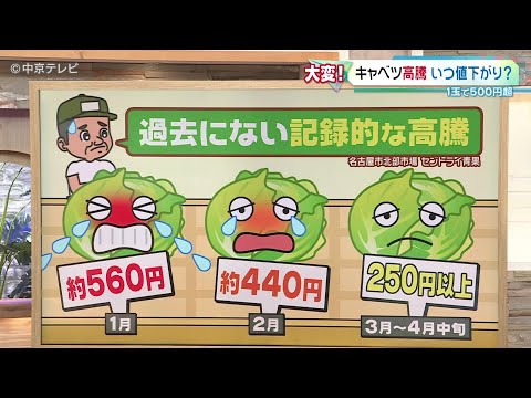 【キャベツ記録的高騰５３８円】小ぶり傾向も 値上がりワケ 名古屋のスーパー