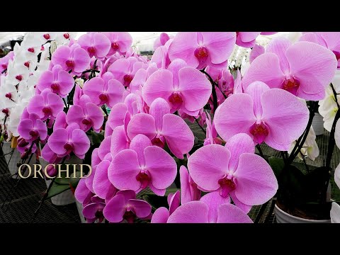 【4K Orchid】 Phalaenopsis Orchid Growers near Tokyo. 東京近郊の胡蝶蘭の生産農家 #orchid #orchids #phalaenopsis