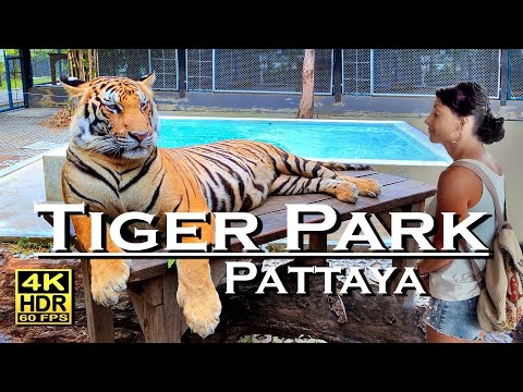 Tiger Park Pattaya 4K 60fps HDR  UHD Dolby Atmos 💖 Walking Tour 👀 Thailand 🇹🇭