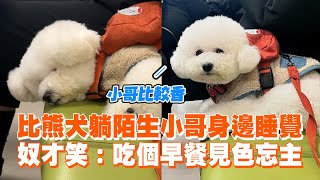 比熊犬躺陌生小哥身邊睡覺　奴才笑：吃個早餐...變別人的狗😑｜精選影片