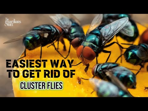 How to Get Rid of Cluster Flies 🪰 - This Technique Will Blow Your Mind