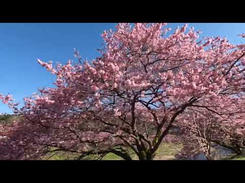 河津桜と菜の花と。南伊豆町下賀茂の みなみの桜と菜の花まつりにて、青野川堤防沿いの散策を楽しんできました。#みなみの桜と菜の花まつり