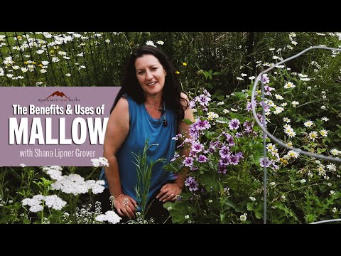 The Benefits & Uses of Mallow | Featuring Shana Lipner Grover