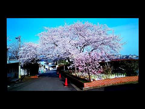 桜🌸南ヶ丘病院