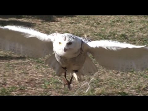 鷹と梟のデモフライト  Demonstration flight of a hawk and owl