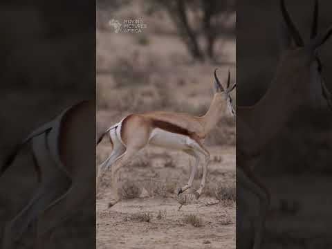 Springbok departing #springbok #antelope #kalahari #kgalagadi #safari #desert #botswana #wildlife