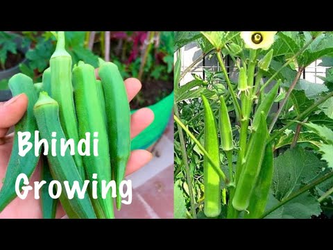 How To Grow Bhindi At Home // Okra Growing // How To Grow Okra / Bhindi Plant