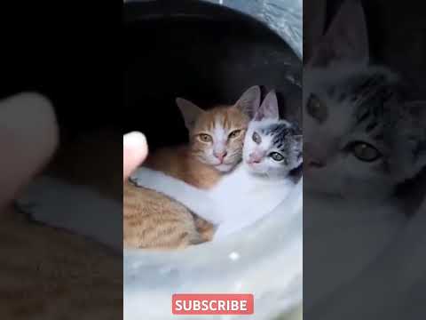 Baby Tu Jaa Pehle 😺 I बिल्ली वीडियो 😺-Cute Cate Playing Billi Video,Funy Cate meme #cats#cat #shorts