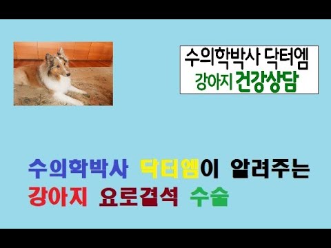 수의학박사 닥터엠이 알려주는 강아지 요로결석 수술!!