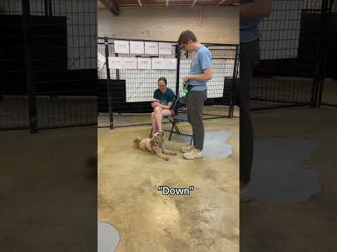 Group Training Fundamentals Review game at Canine Crews Chicago #dogtrainerslife #dogs #dogtraining