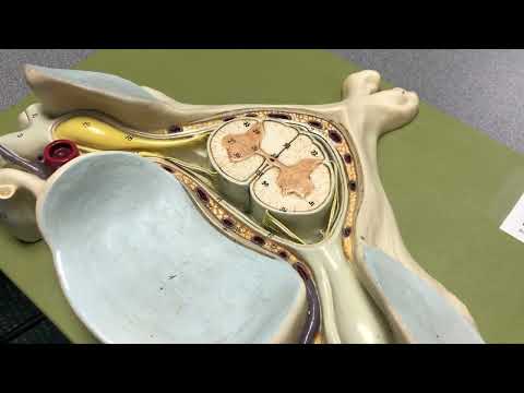 Spinal Cord Model (Anatomy & Physiology I: BIO)