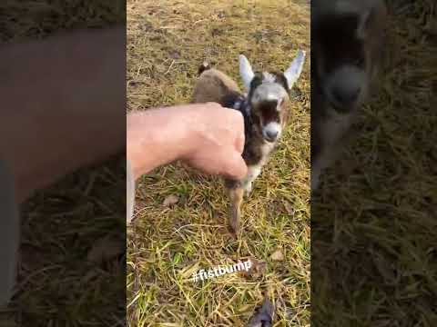 Our baby goat Mikey with the fist bump(s)! 👊🏼🐐 #shorts #goat #homestead #youtubeshorts #subscribe