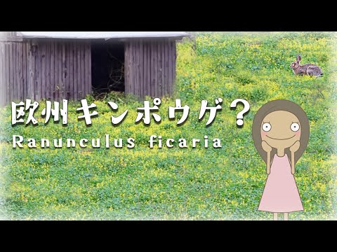 【植えっぱなし】丈夫な宿根| ヒメリュウキンカの特徴と育て方 | 植物編-91