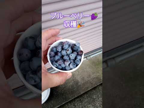 ブルーベリー🍇収穫🎉 #shortsfeed #家庭菜園 #家庭菜園収穫 #ブルーベリー栽培