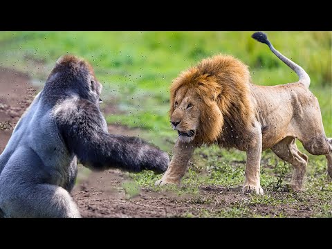 Craziest Animal Fights Of ALL TIME...