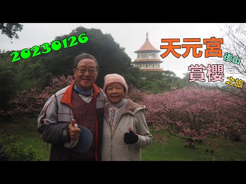 20230126 天元宮賞櫻之旅