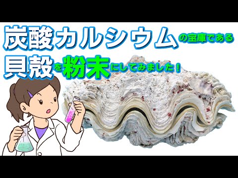 炭酸カルシウムの宝庫である貝殻を粉砕してみました！